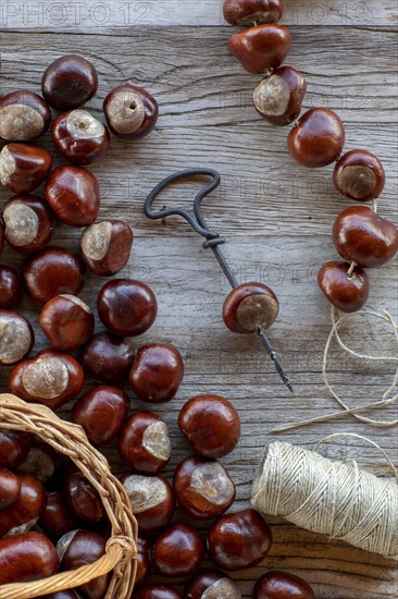 Chestnut string with seeds of the common sweet buckeye