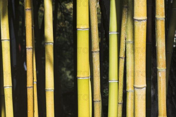 Bamboo