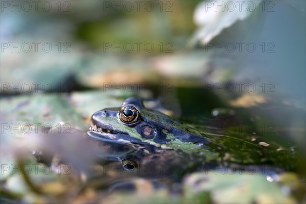 Green frog