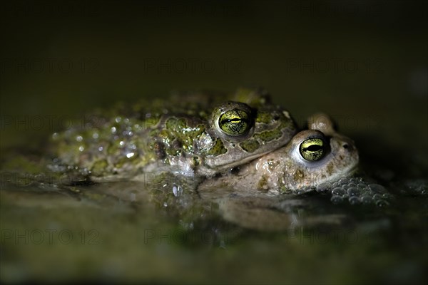 European green toad