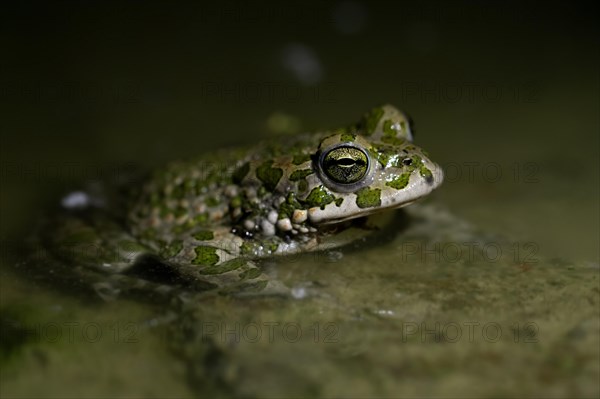 European green toad