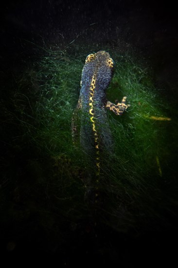 Alpine newt