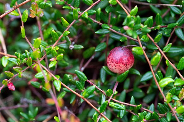 Small cranberry