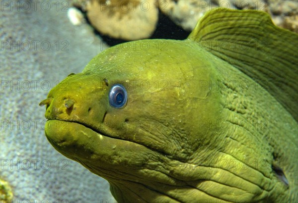 Green moray