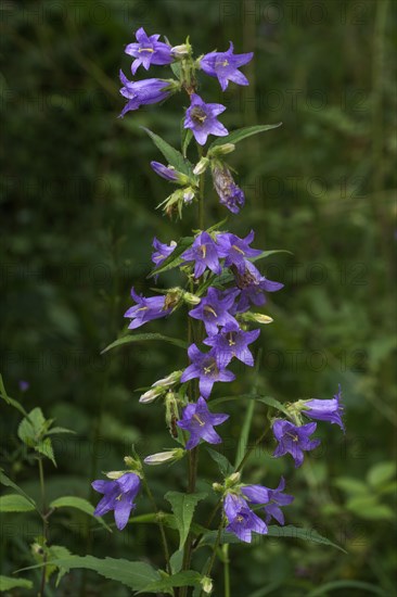 Nettle leaved bellflower