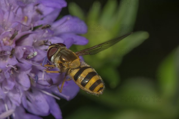 Large hoverfly