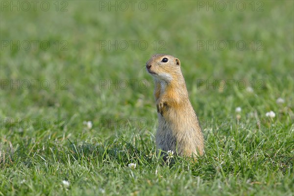 European ground squirrel