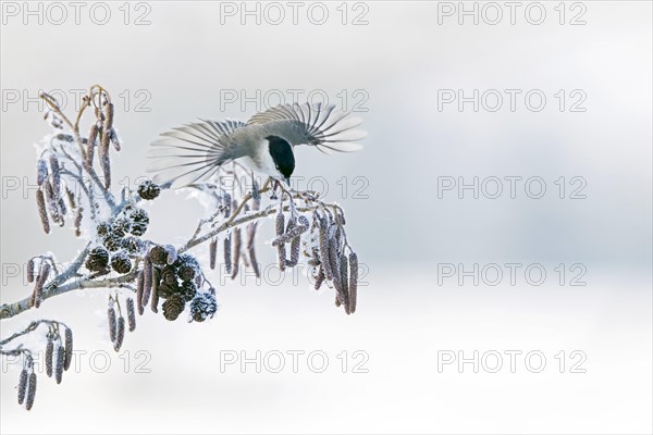 A Marsh tit