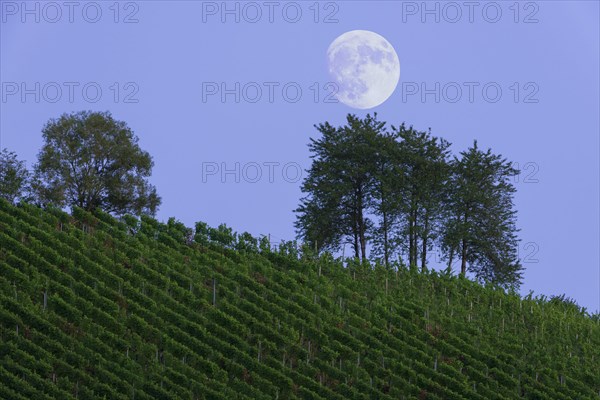 Moonrise over vineyard