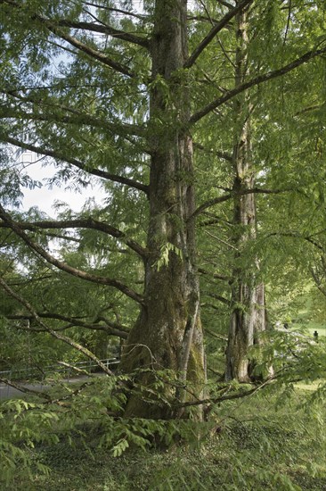 Coast redwoods