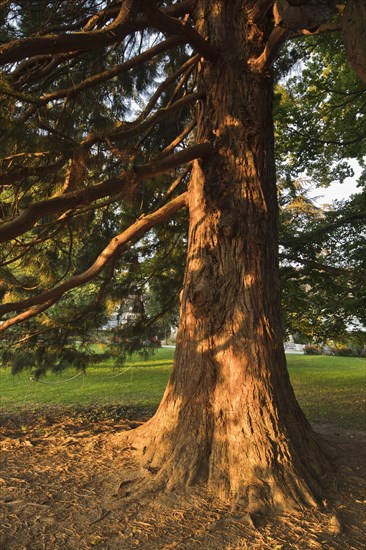 Giant sequoia