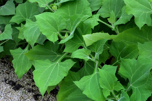 Leaves of the yacon plant