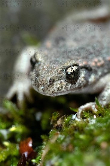 Common midwife toad