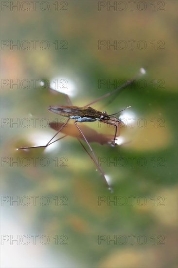 Common pond skater