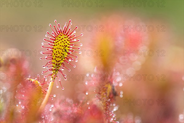 Oblong leaved sundews