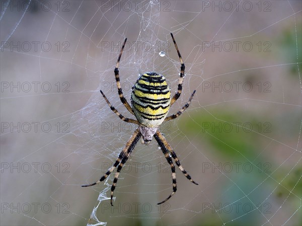 Wasp spider