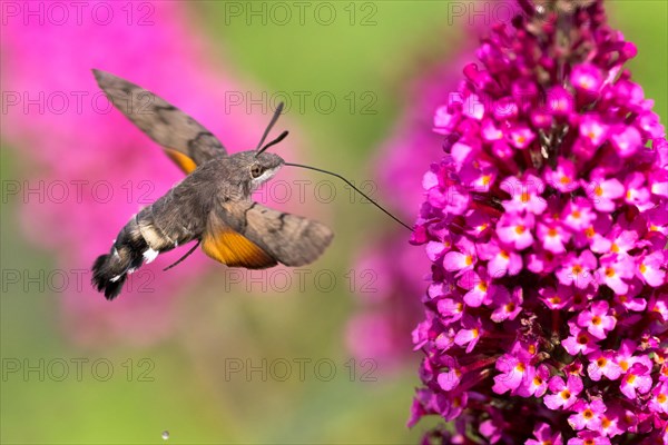 Hummingbird hawk-moth