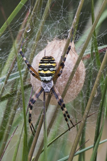 Wasp spider