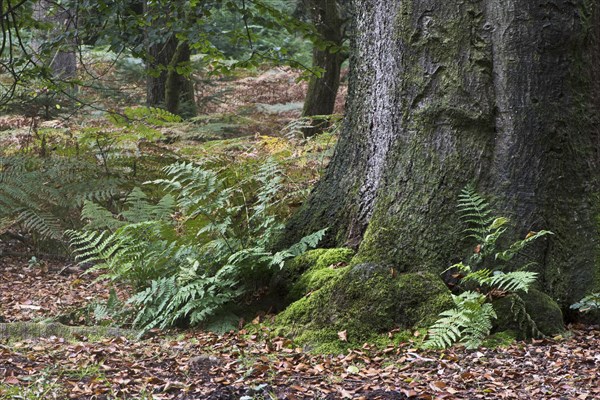 Lady fern