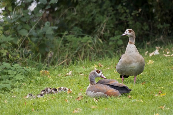 Pair of Egyptian Geese