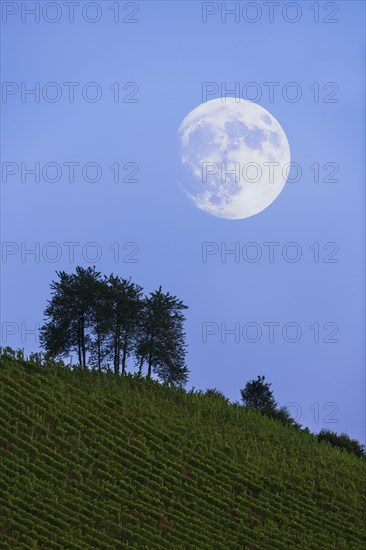 Moonrise over vineyard