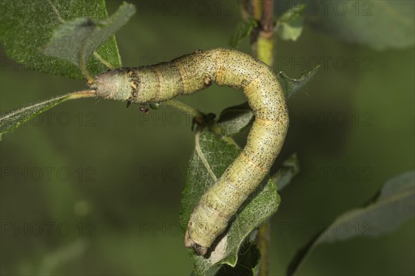 Peppered moth