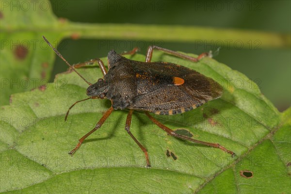 Forest bug