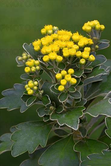 Silver-edged Chrysanthemum