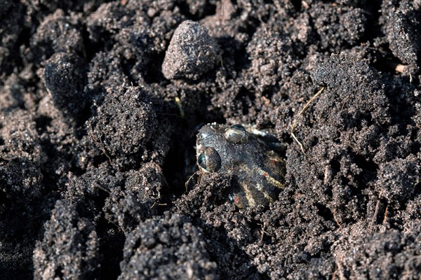 Common spadefoot