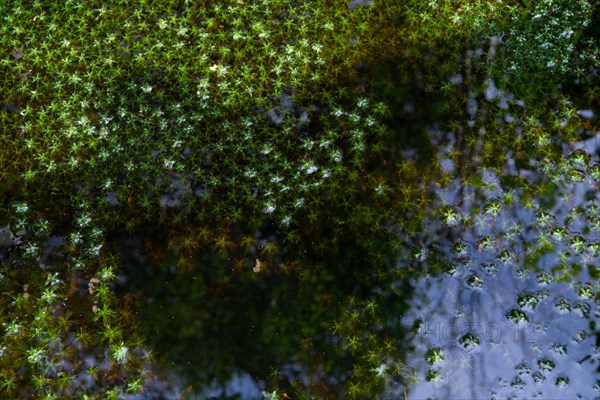 Peat mosses