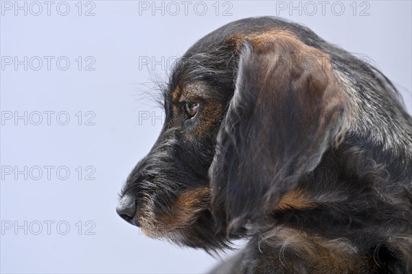 Wire-haired dachshund