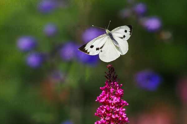 Cabbage butterfly