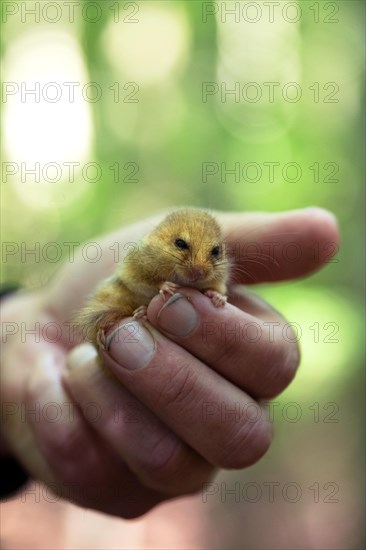 Hazel dormouse