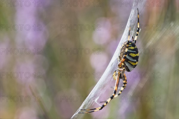 Wasp spider