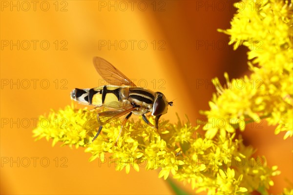 Hoverfly