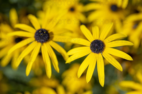 Yellow coneflower