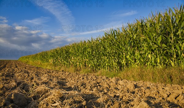 Maize field