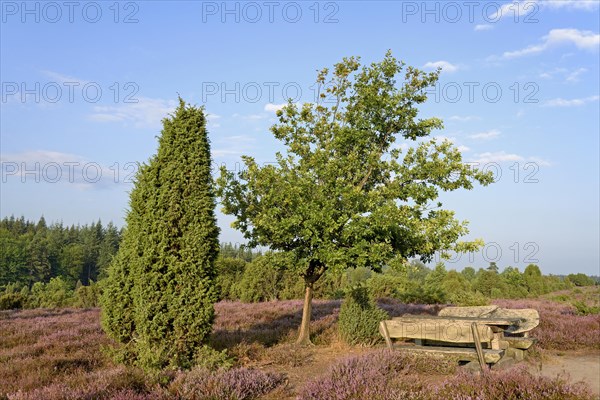 Heathland