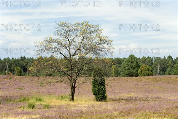 Heathland