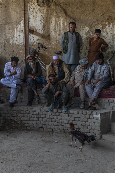 Traditional cockfight in Mazar-E-Sharif