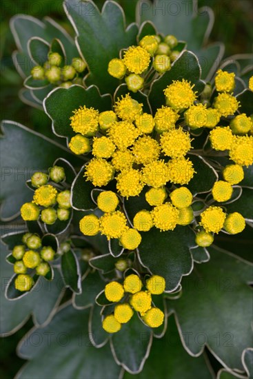 Silver-edged Chrysanthemum