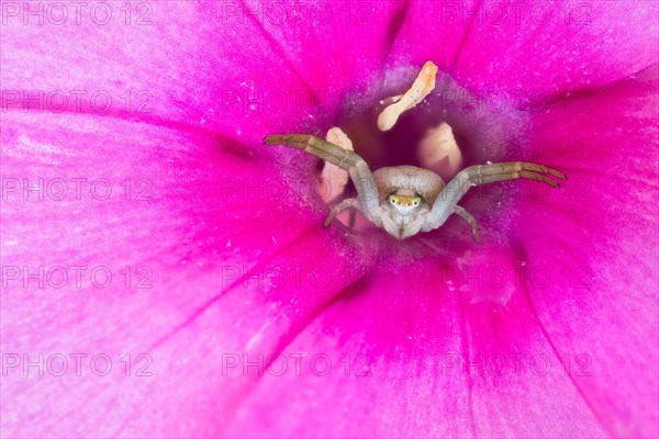 Goldenrod crab spider