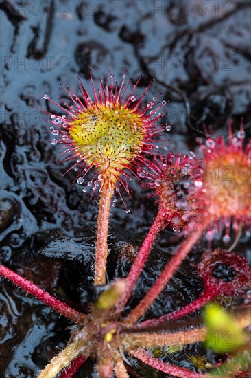 Round-leaved Common sundew