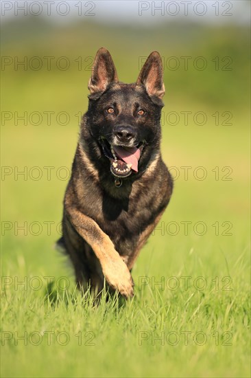 German shepherd Domestic dog