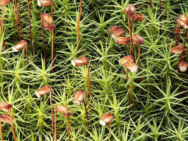 Matted pearlwort