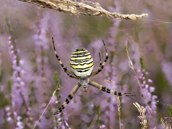 Wasp spider