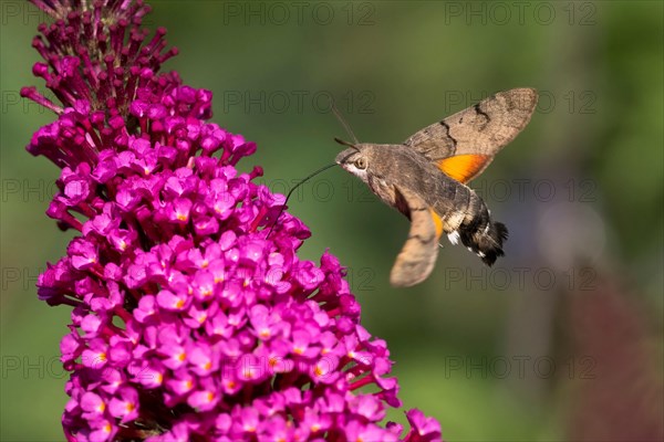 Hummingbird hawk-moth