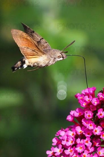 Hummingbird hawk-moth