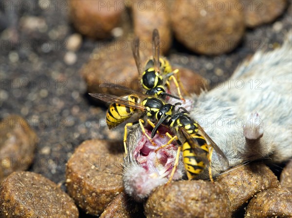 Three Wasps