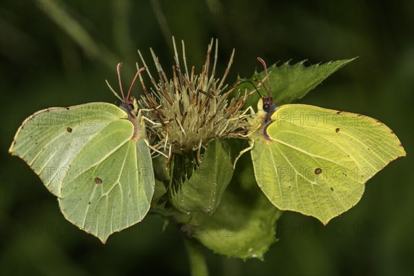 Brimstone